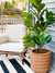 Why Artificial Fiddle Leaf Fig Trees Are All the Rage