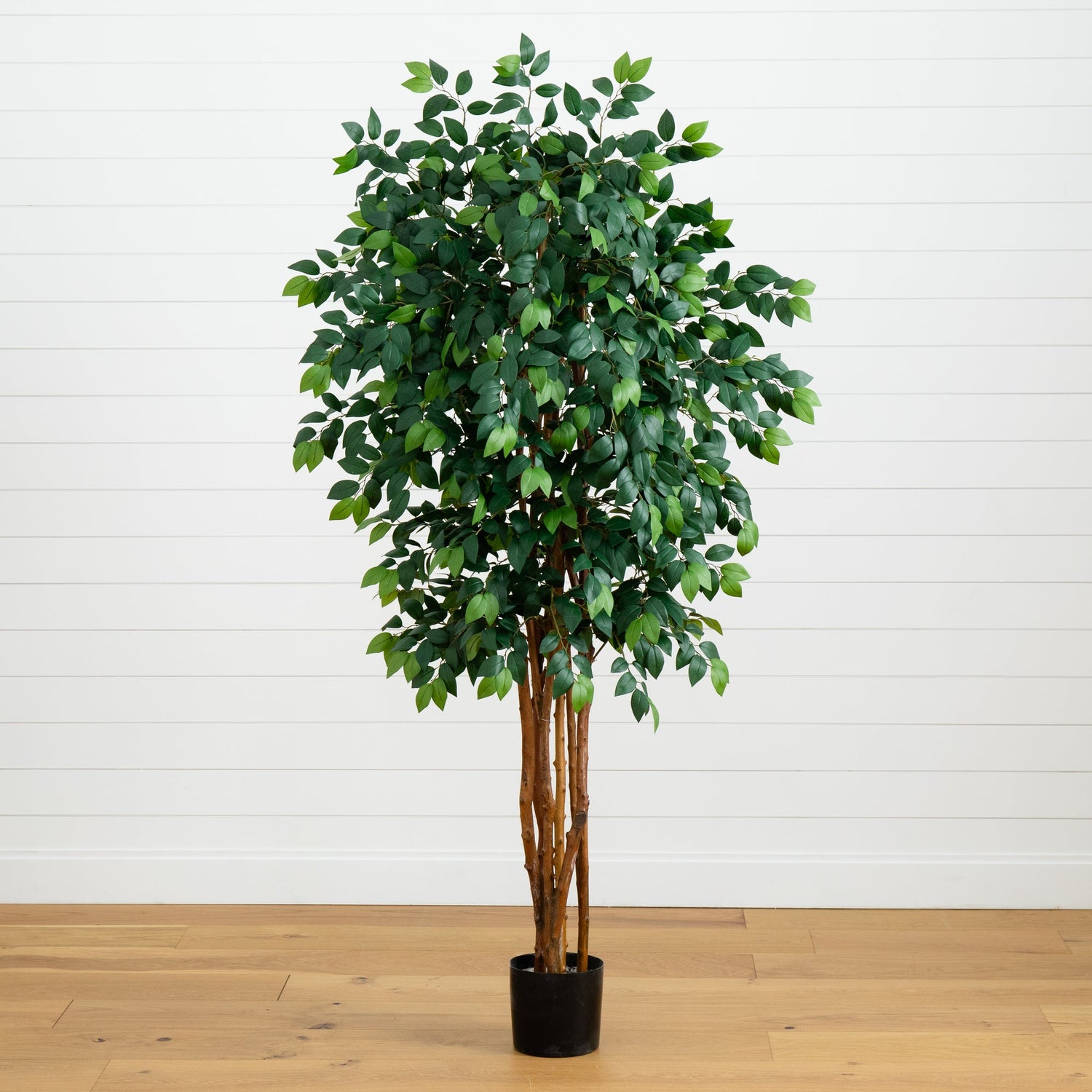 7’ Sakaki Silk Tree