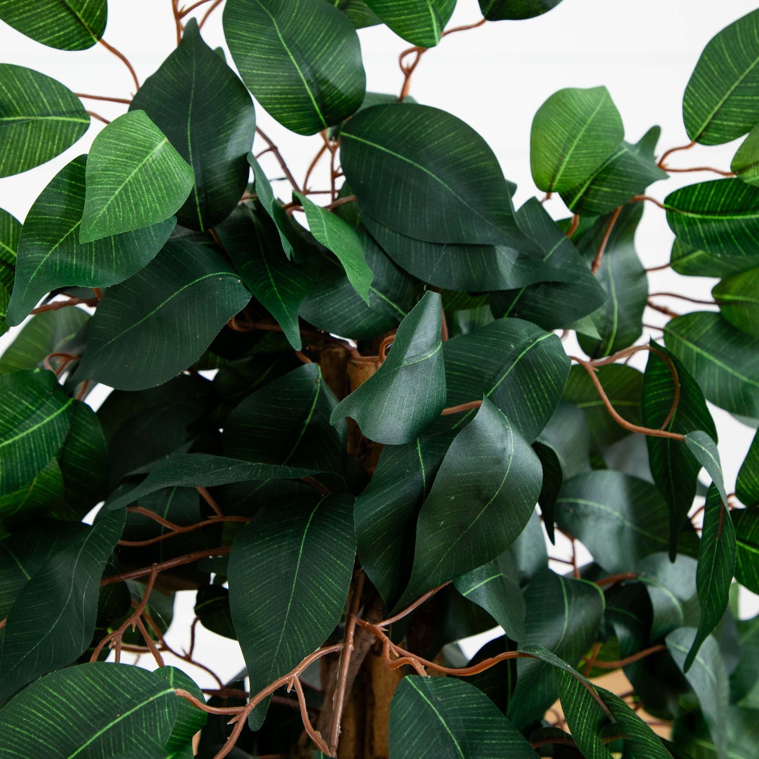 3' Ficus Silk Tree