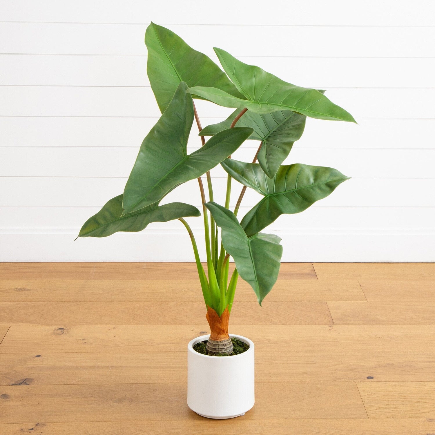 3.5’ Artificial Arrowhead Philodendron in White Decorative Planter