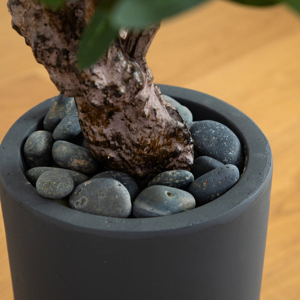 3.5’ Olive Tree in Gray Cylinder Planter