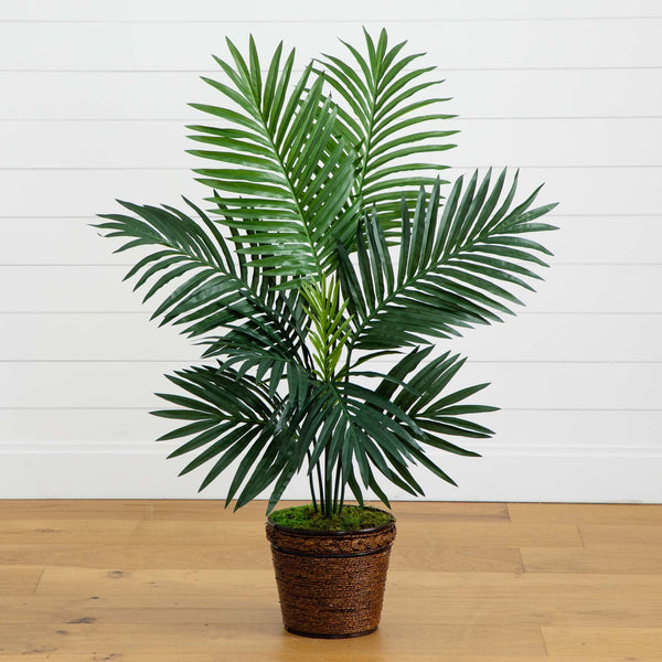 4’ Kentia Palm Tree in Coiled Rope Planter