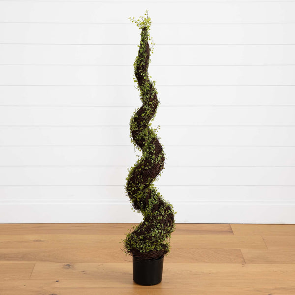 4’ Mohlenbechia Spiral Tree