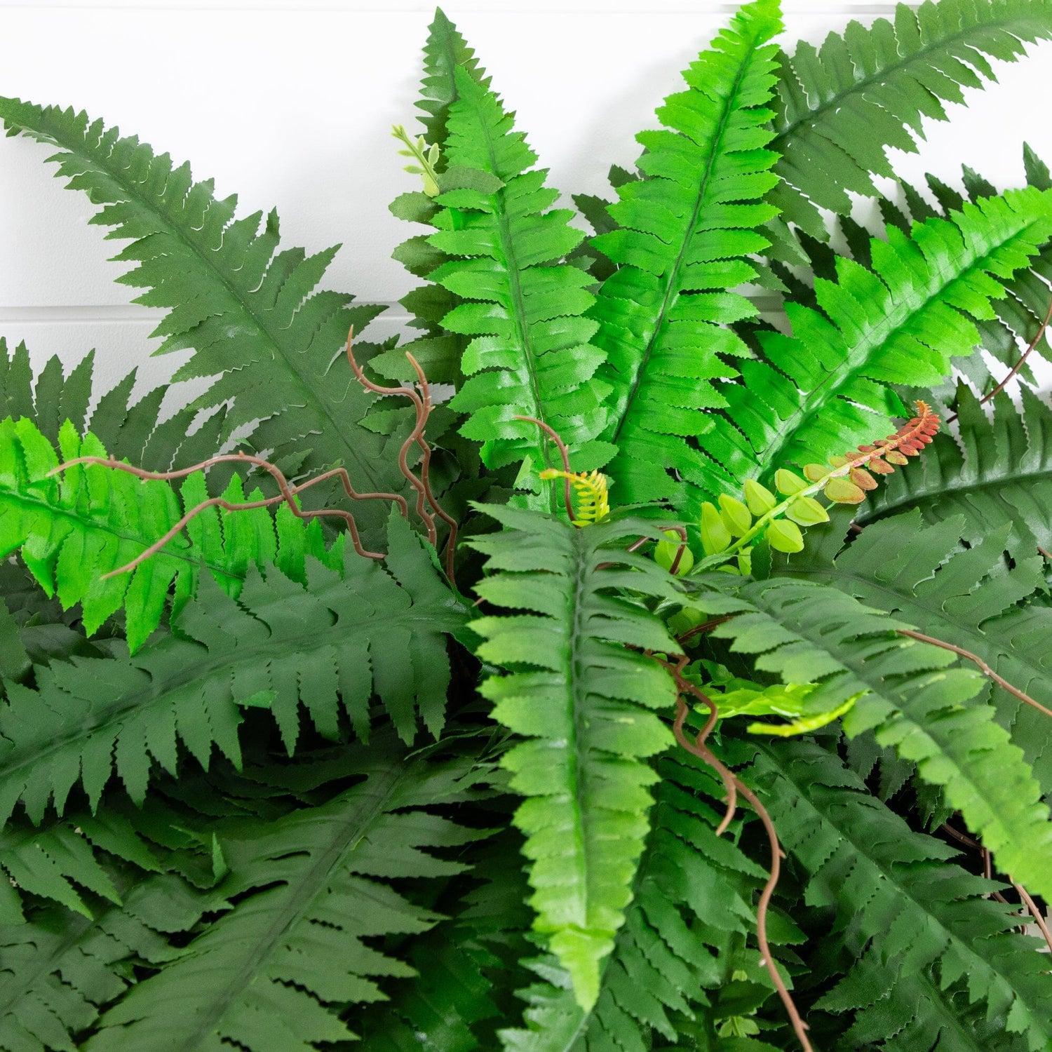 48” Boston Fern (Set of 2)