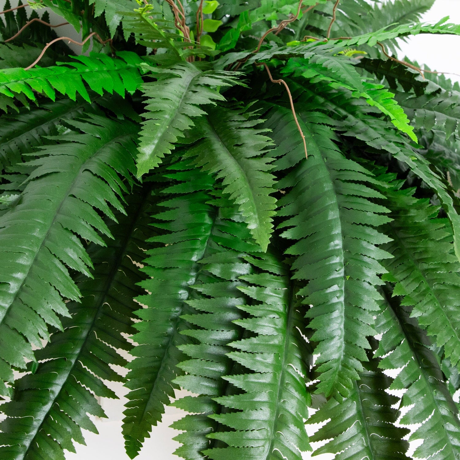 48” Boston Fern (Set of 2)