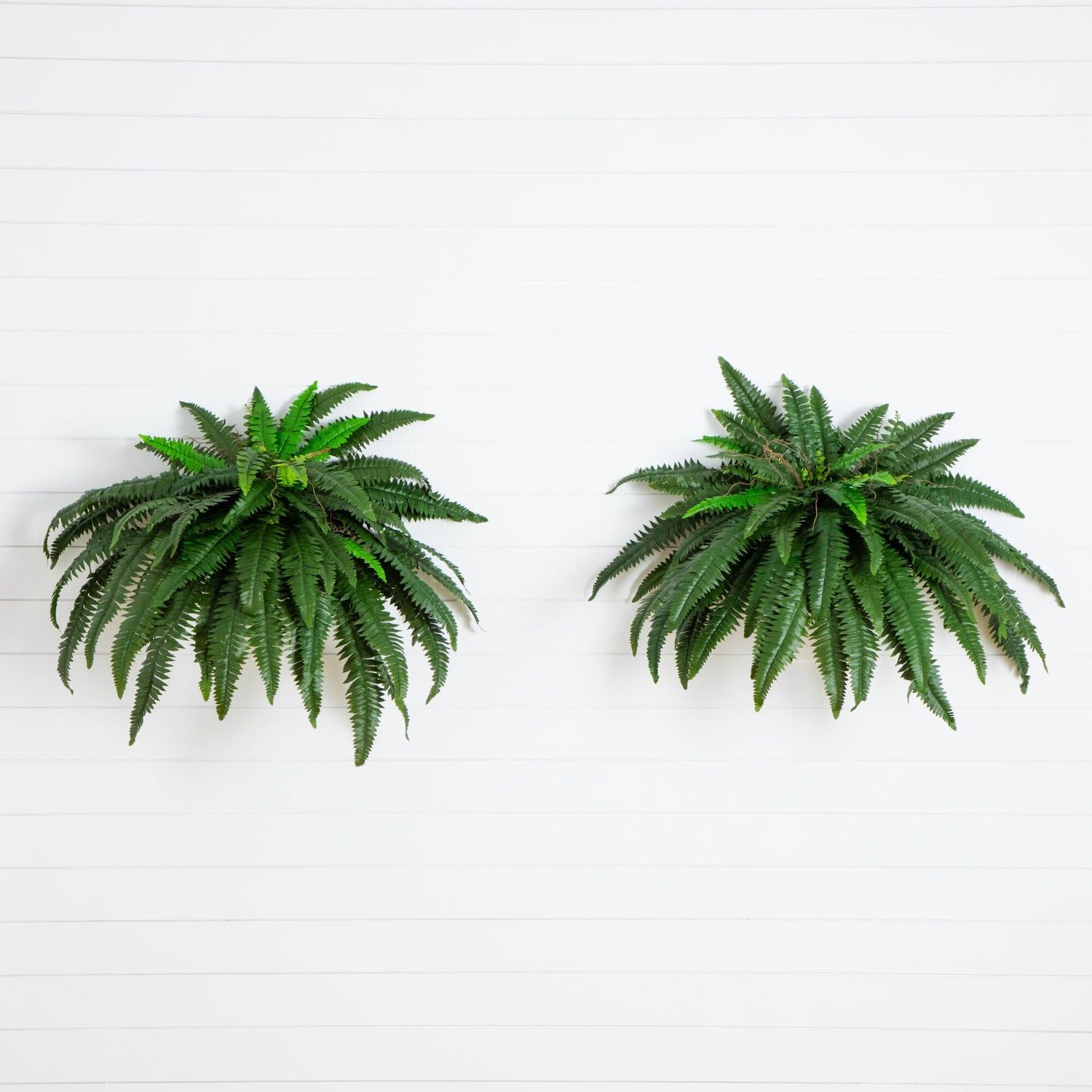 48” Boston Fern (Set of 2)