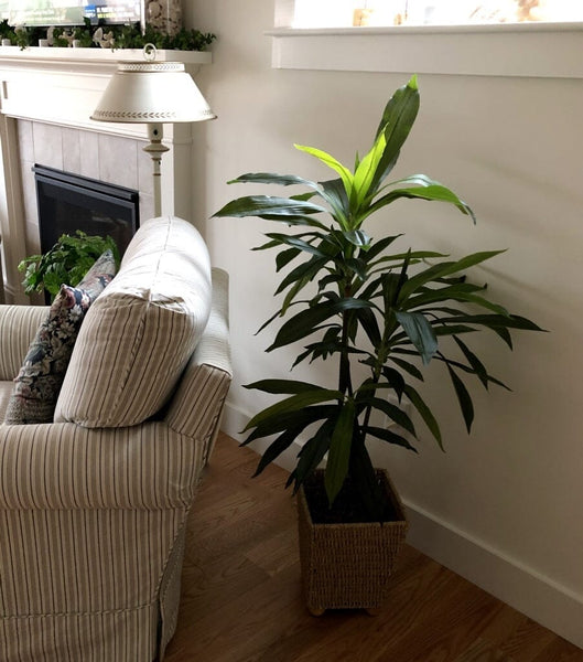 48" Dracaena Silk Plant (Real Touch)