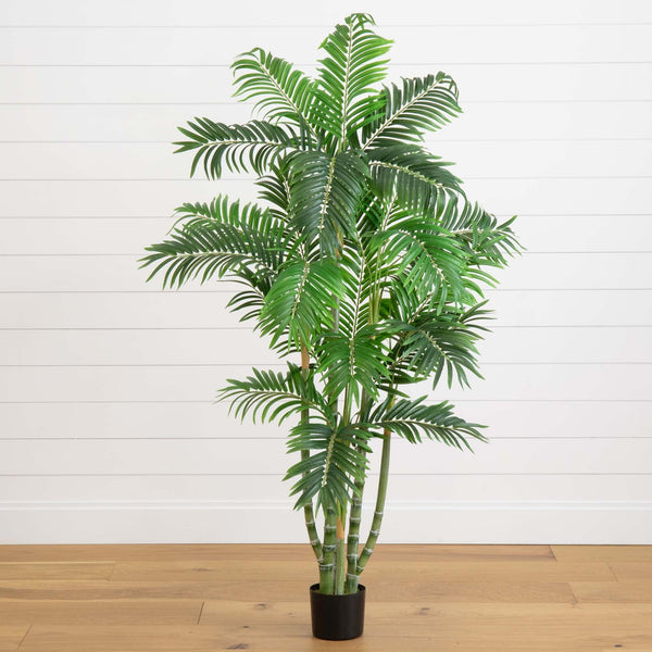 5' Areca Silk Tree