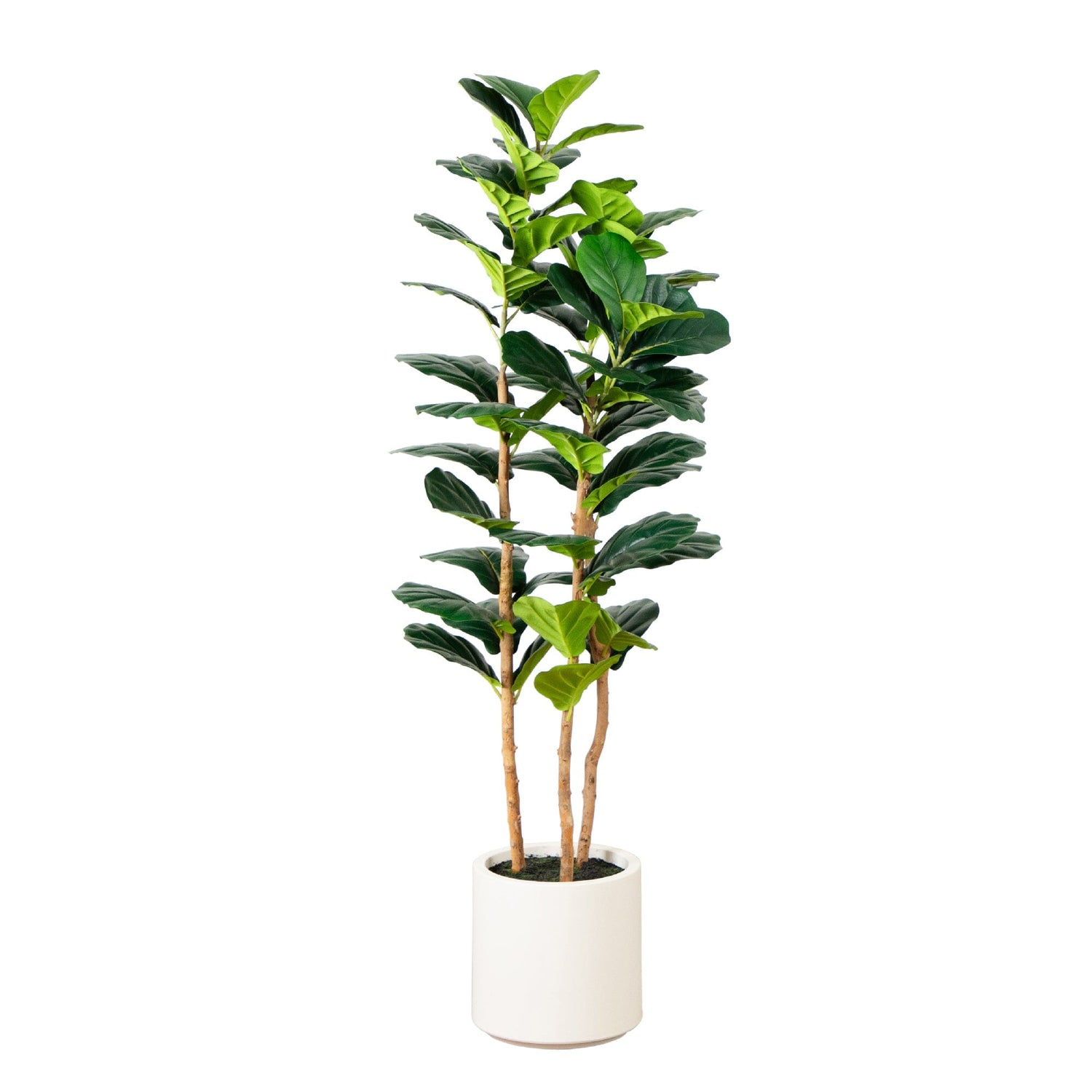 5’ Artificial Fiddle Leaf Tree in Decorative White Planter