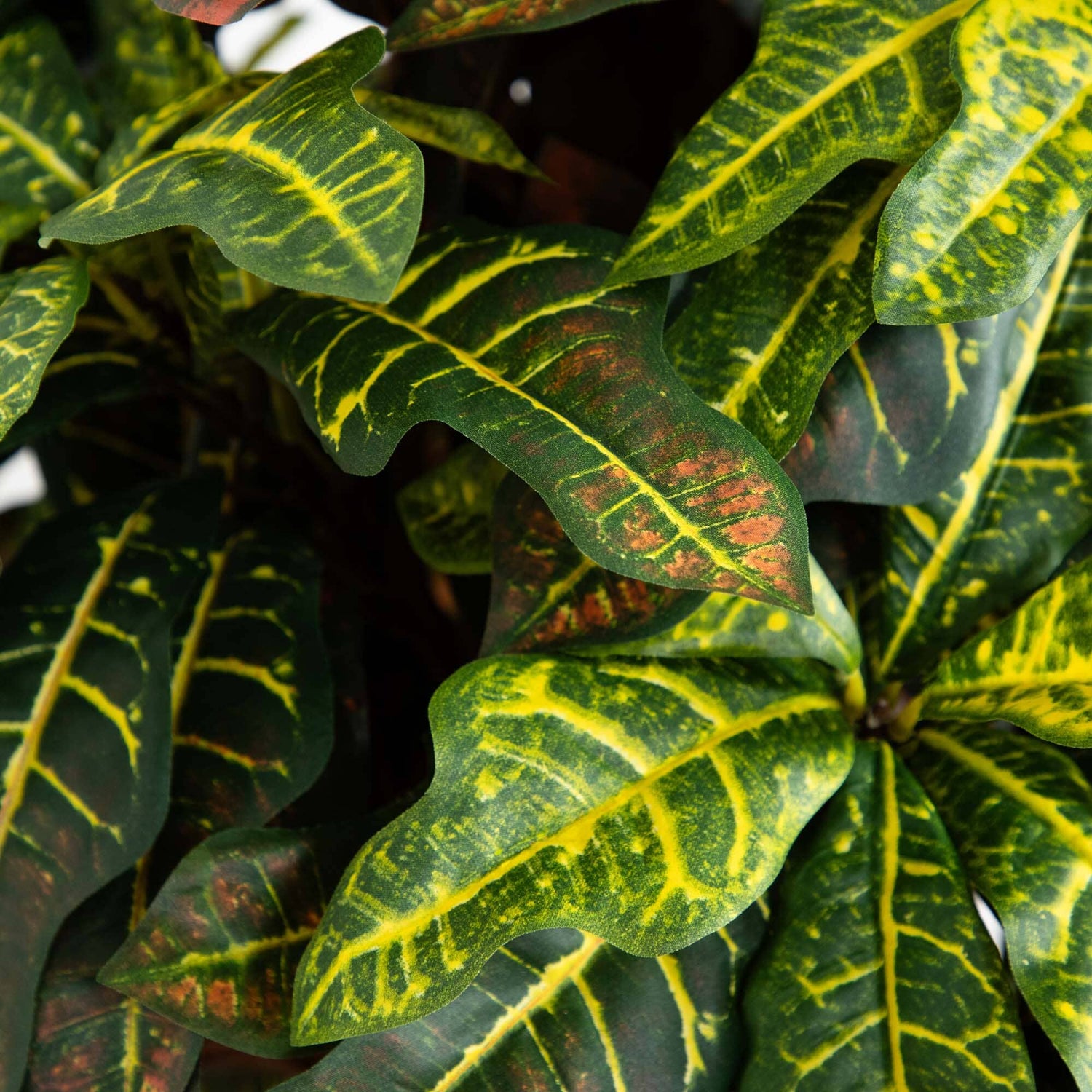 5' Croton Silk Tree