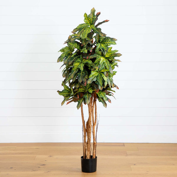 5' Croton Silk Tree