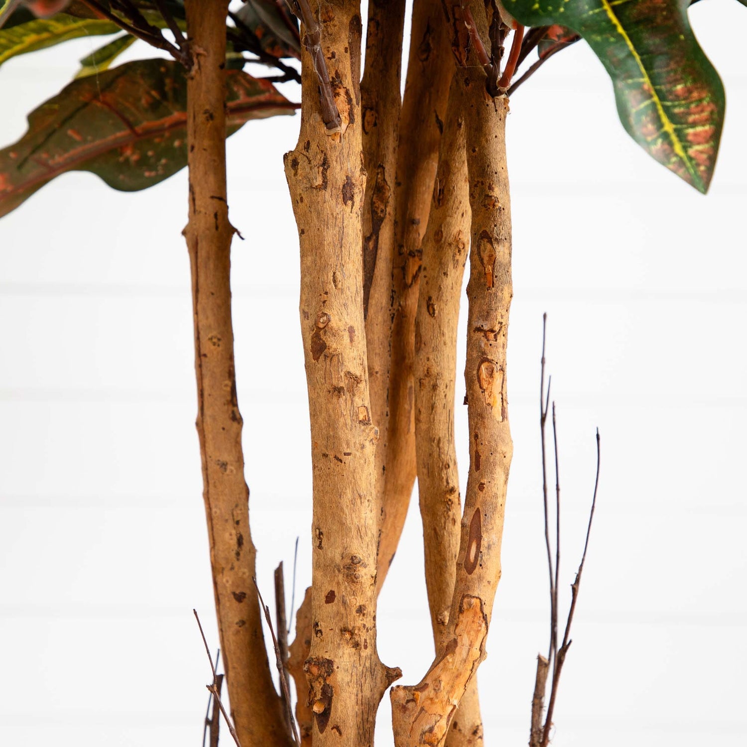 5' Croton Silk Tree