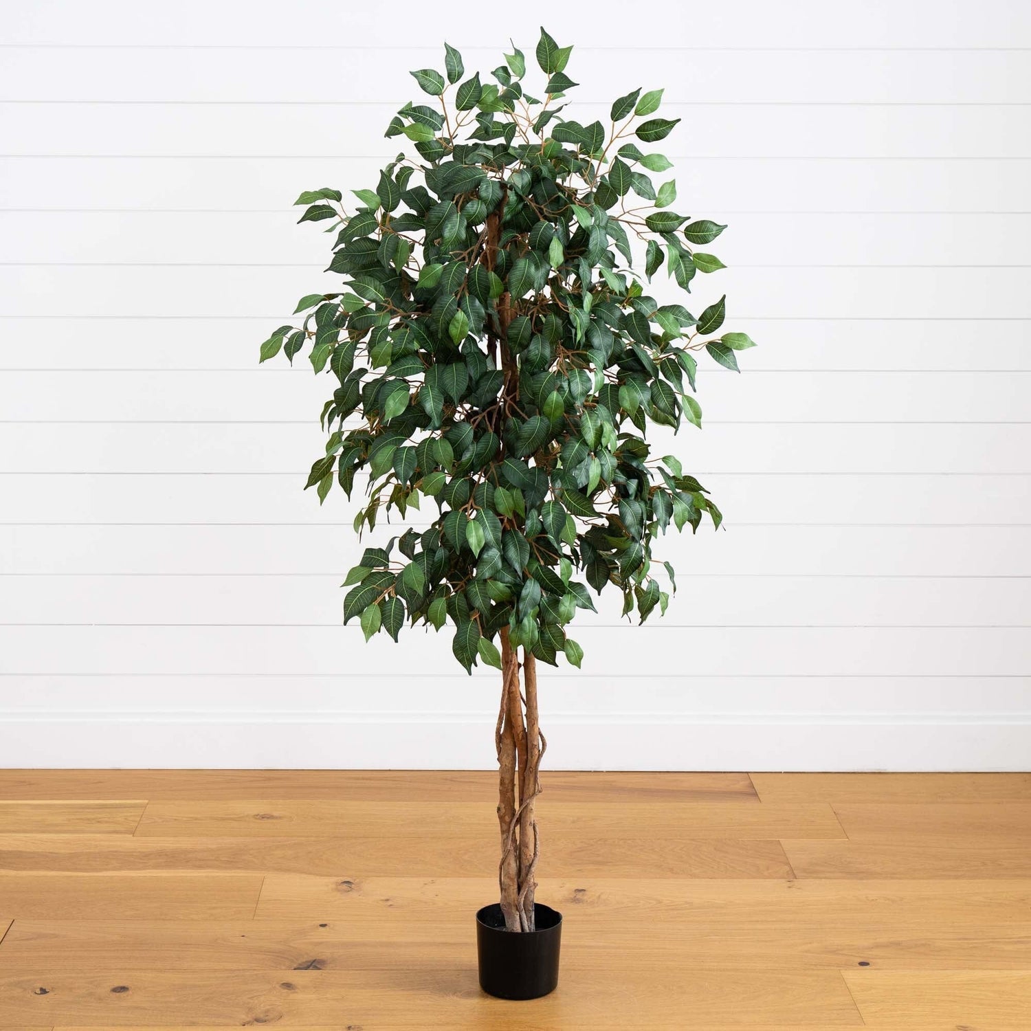 5' Ficus Silk Tree