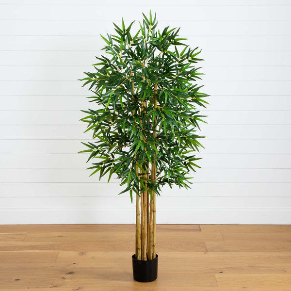 5' Multi Bambusa Bamboo Silk Tree