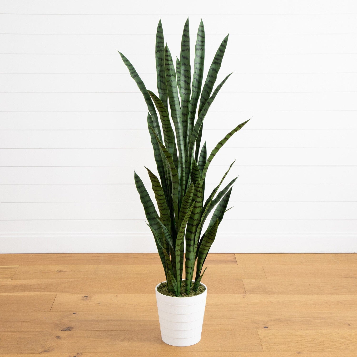 5’ UV Resistant Artificial Sansevieria Plant in White Decorative Planter (Indoor/Outdoor)