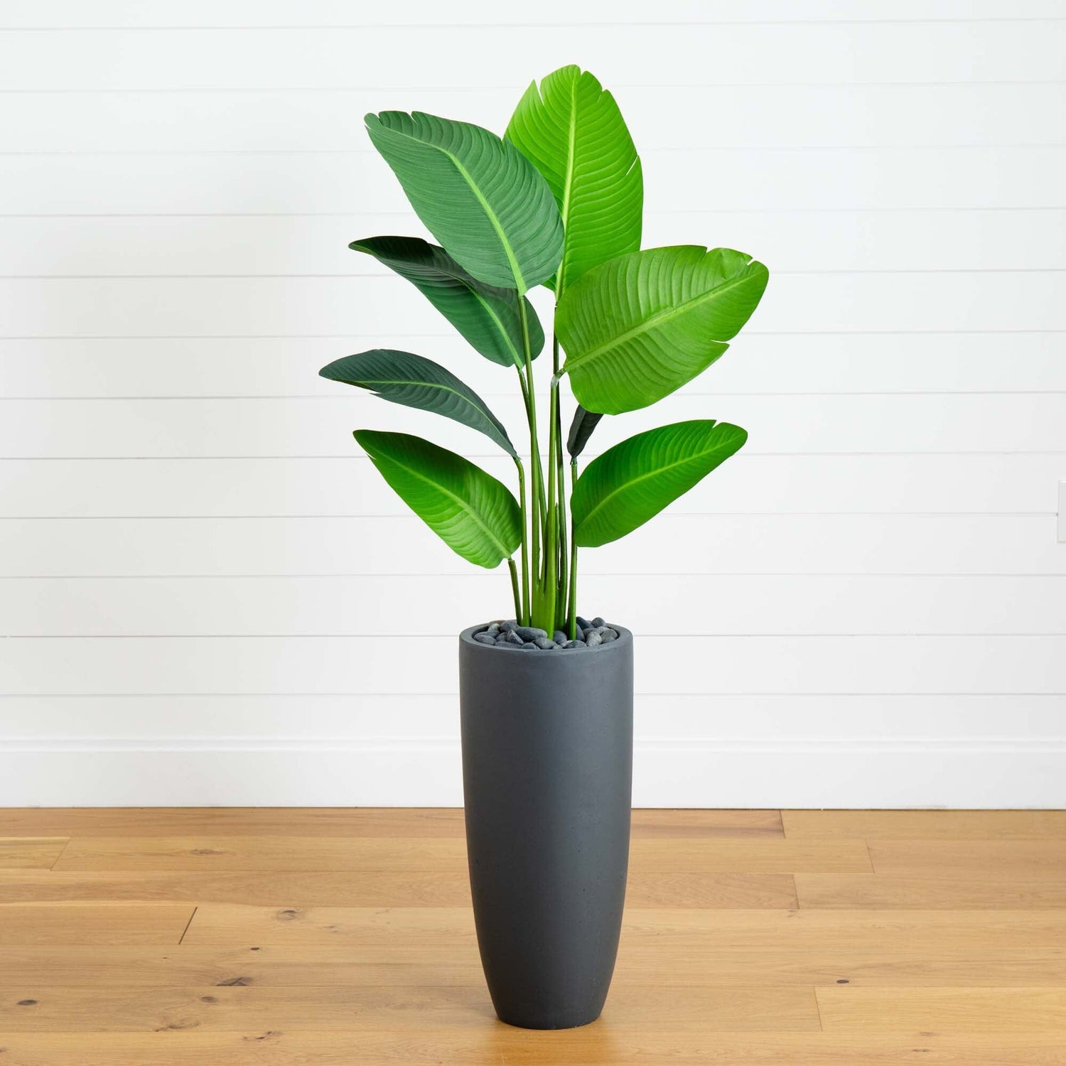 5.5’ Traveler's Palm Artificial Tree in Gray Planter