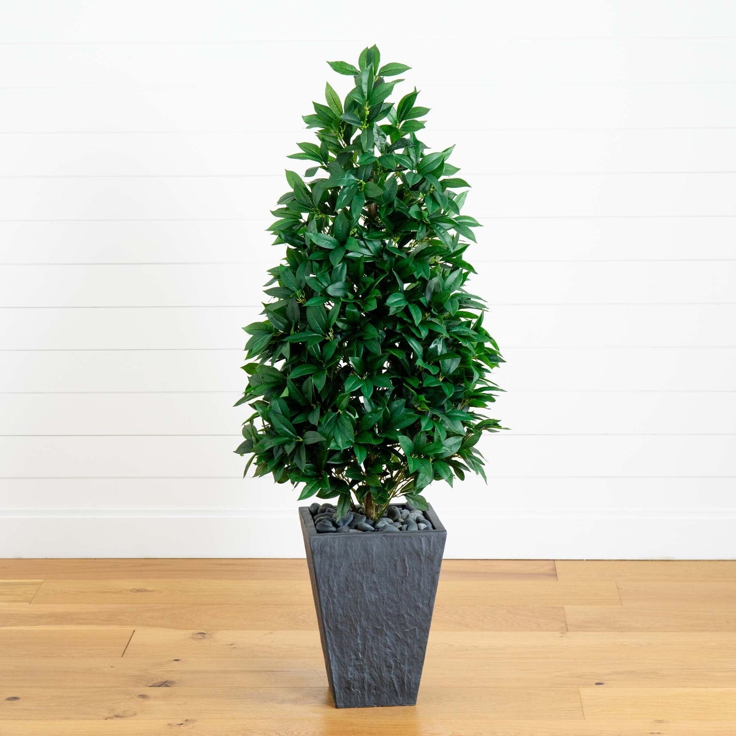 57” Bay Leaf Cone Topiary Tree in Slate Planter (Indoor/Outdoor)