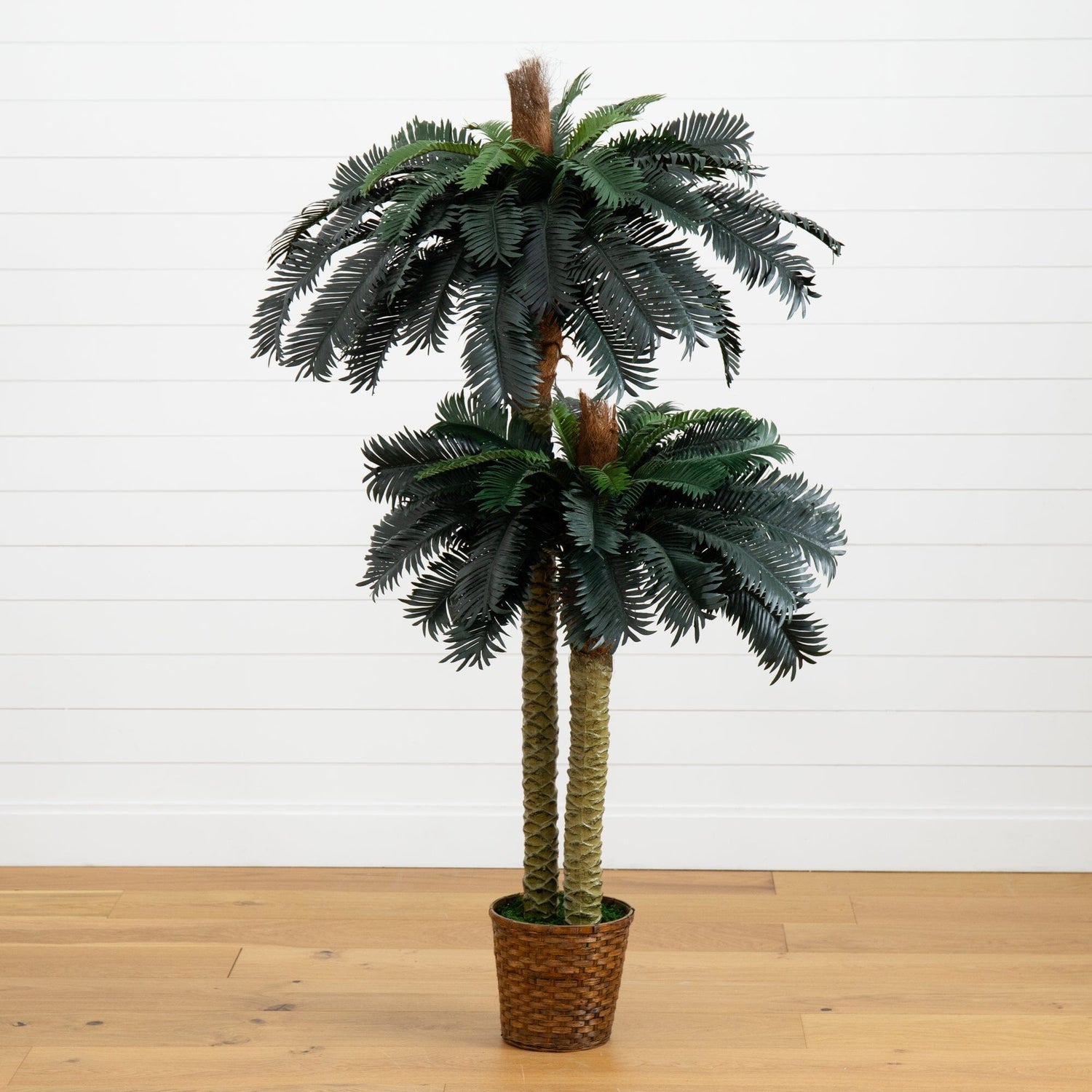 6' & 4' Sago Palm Double Potted Silk Tree