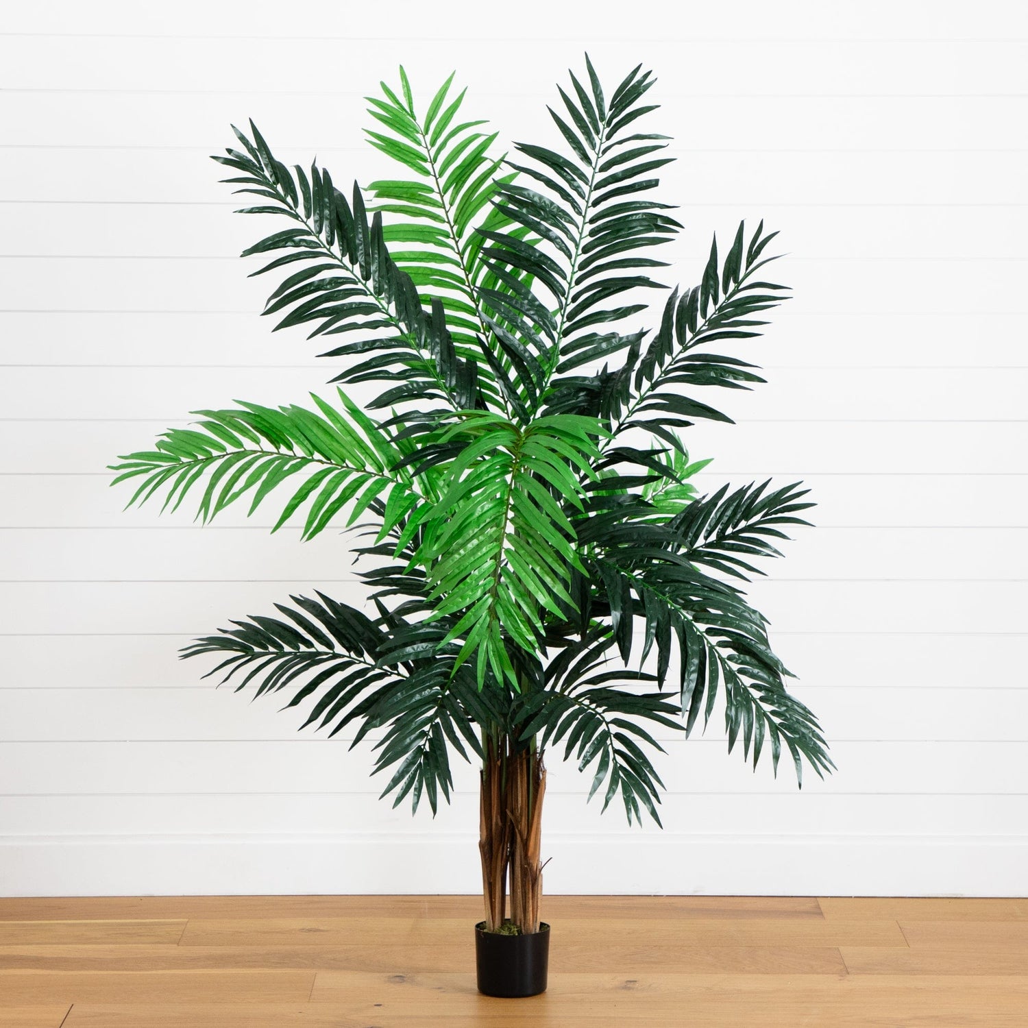 6’ Areca Palm Tree