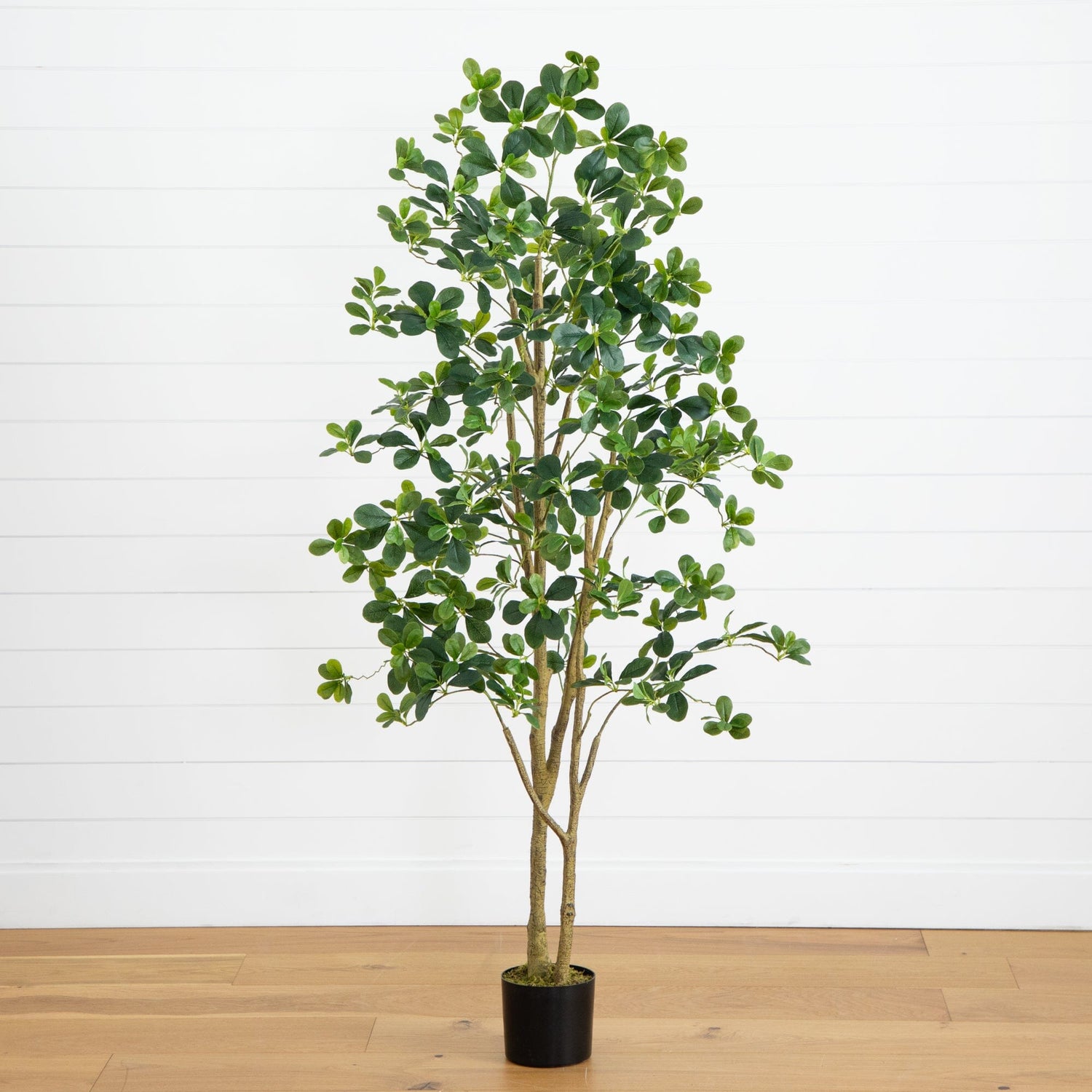 6’ Artificial Black Olive Tree