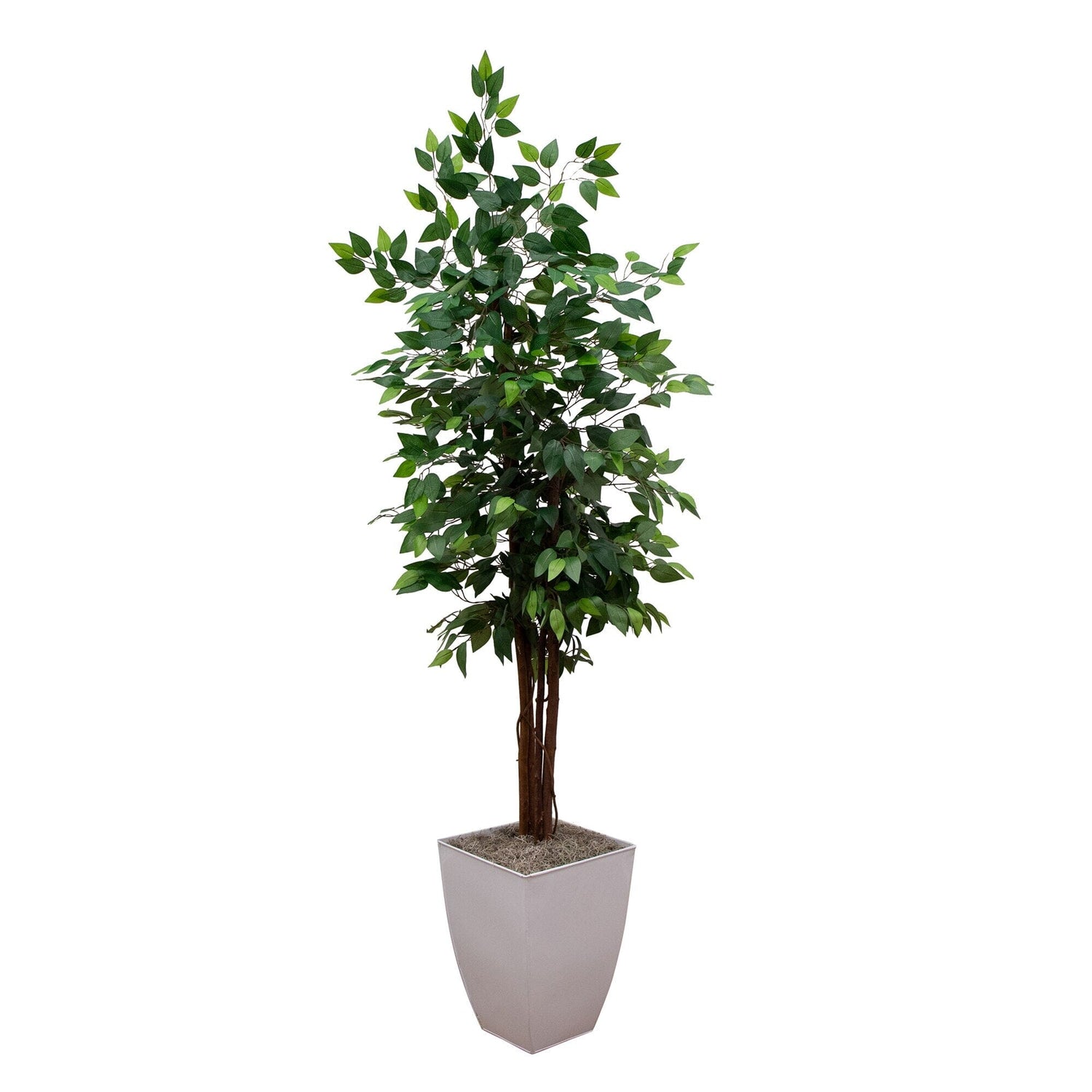 6' Artificial Ficus Tree in White Metal Planter