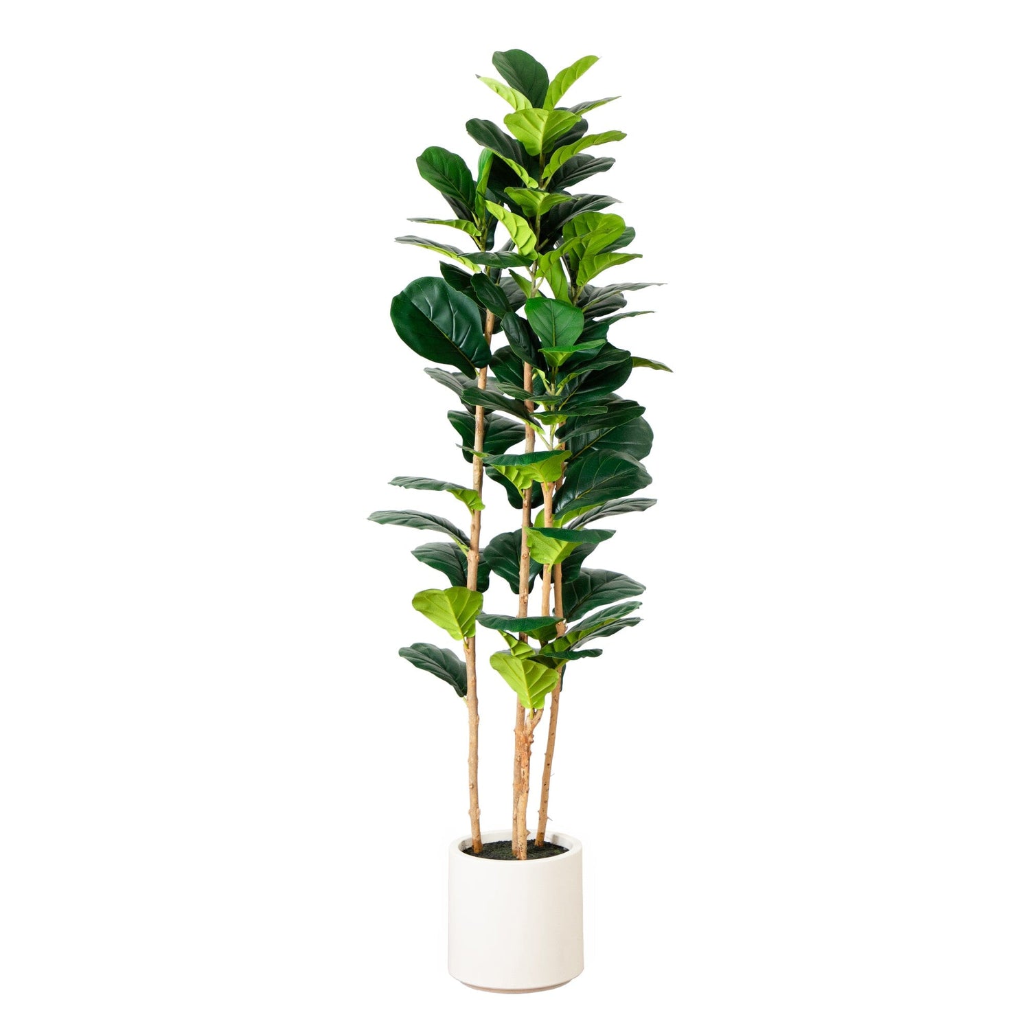 6’ Artificial Fiddle Leaf Tree in Decorative White Planter