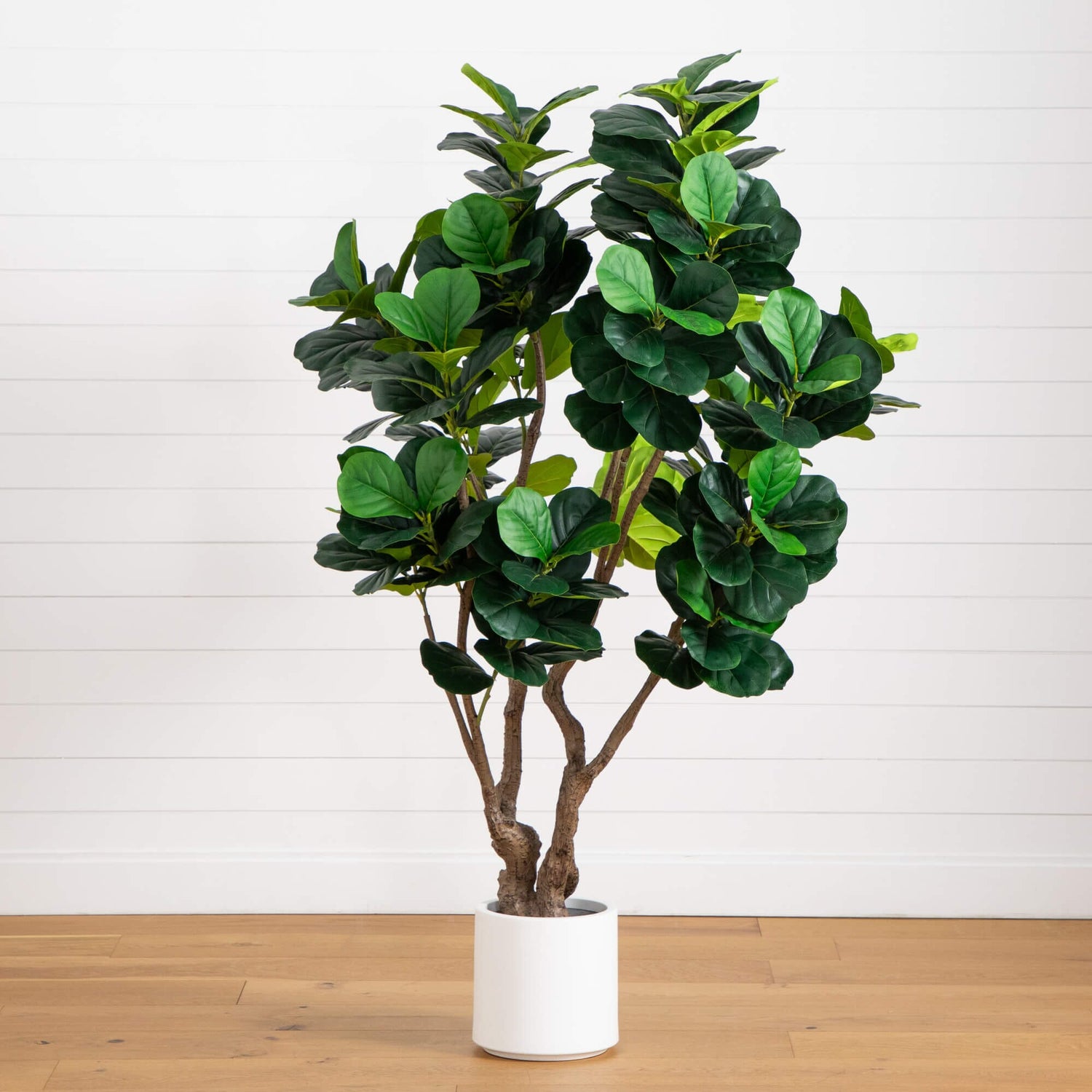 6’ Artificial Grand Fiddle Leaf Tree in White Decorative Planter