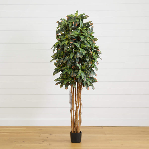 6' Croton Silk Tree