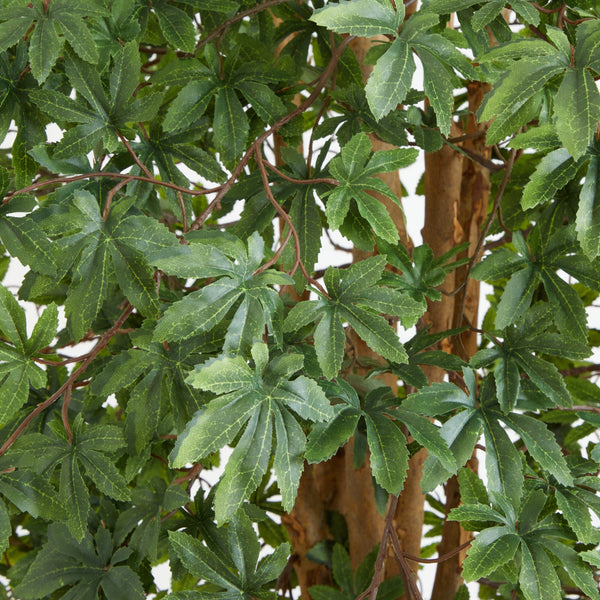 6' Japanese Maple Silk Tree