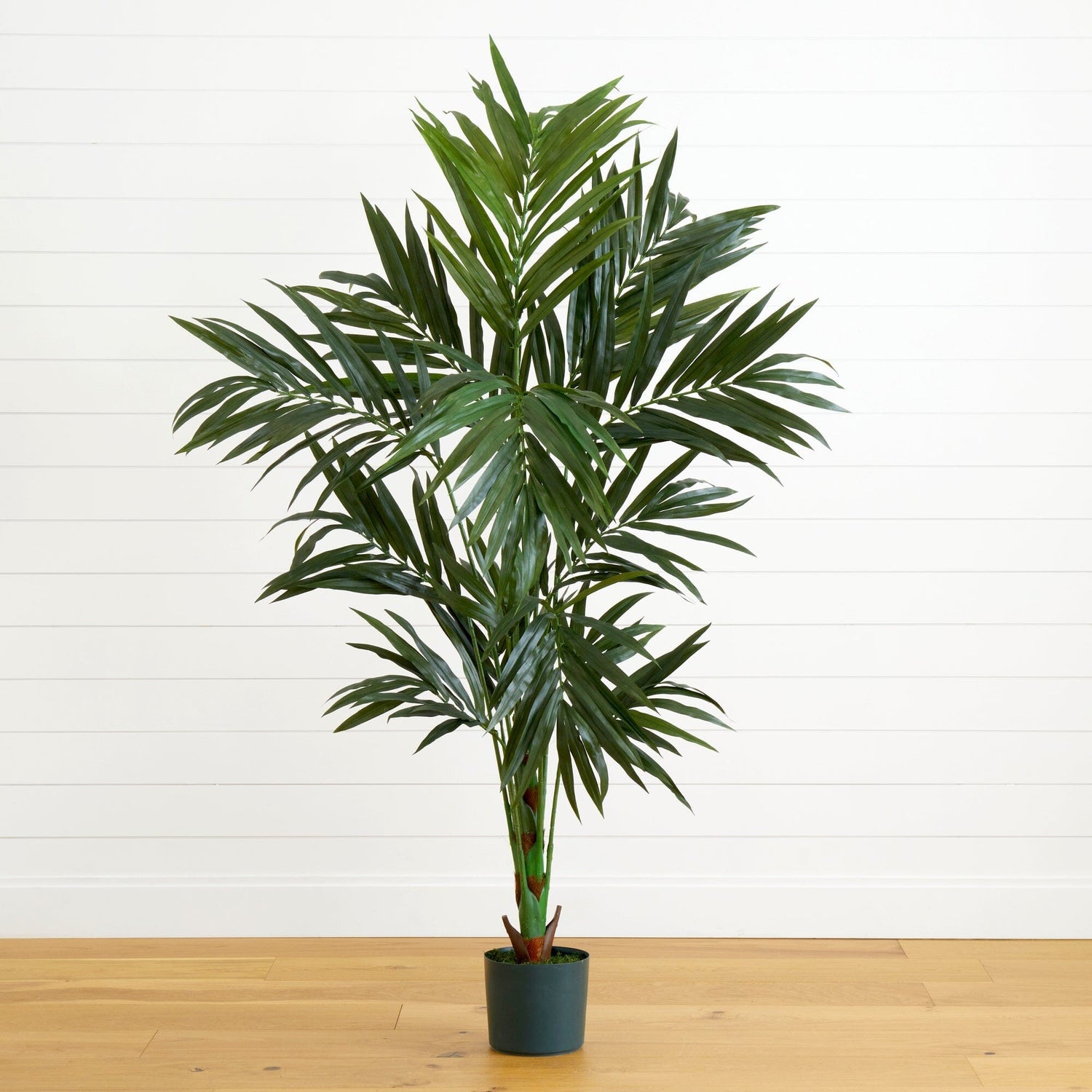 6' Kentia Silk Tree