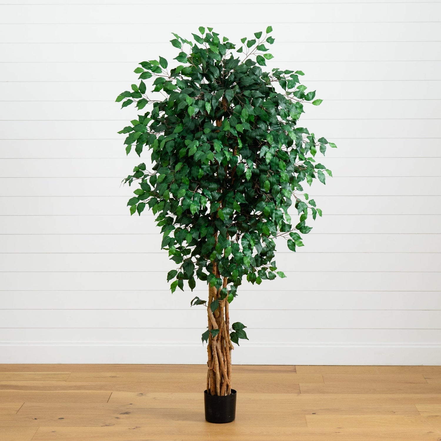 6'  Palace Style Ficus Silk Tree