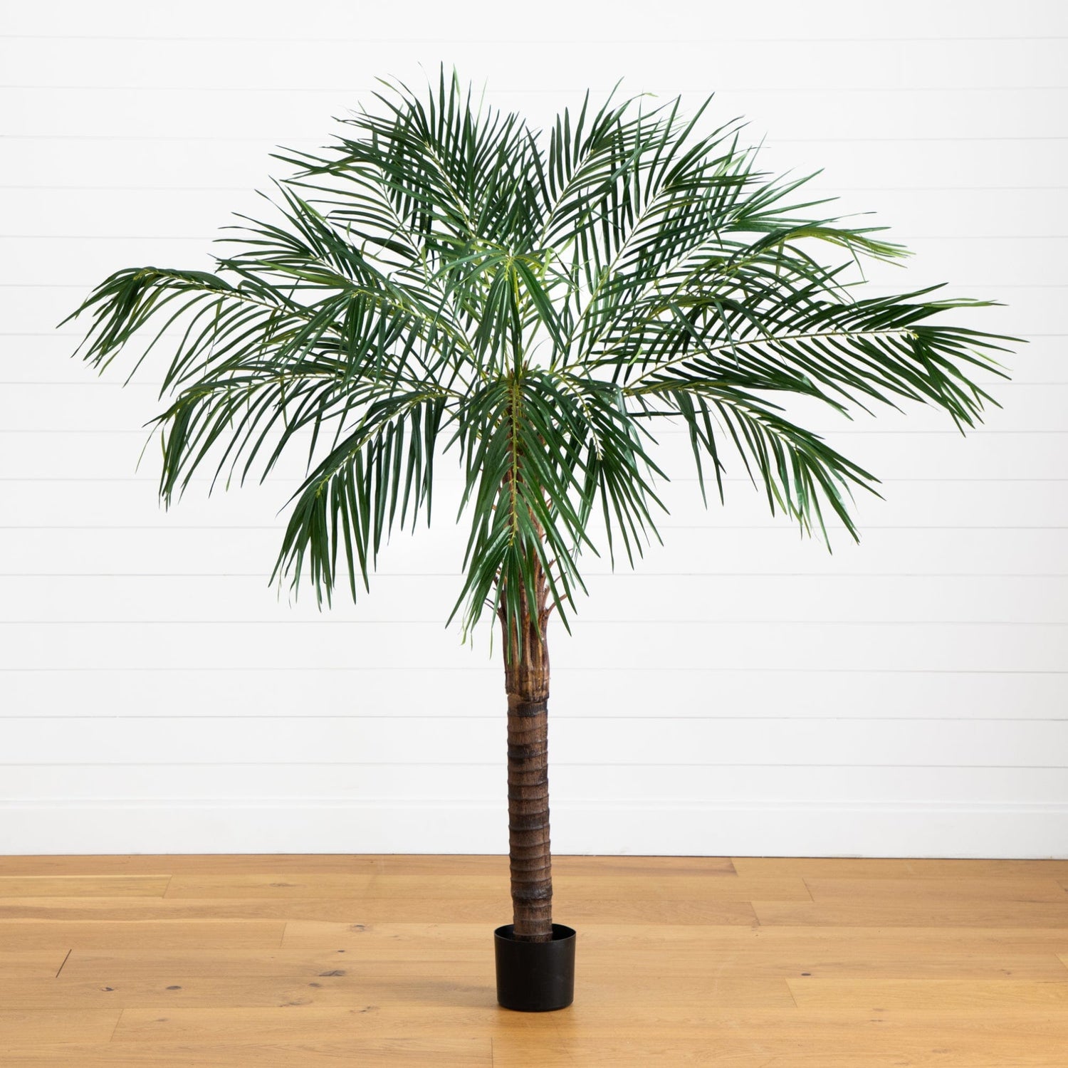 6’ Robellini Palm Tree