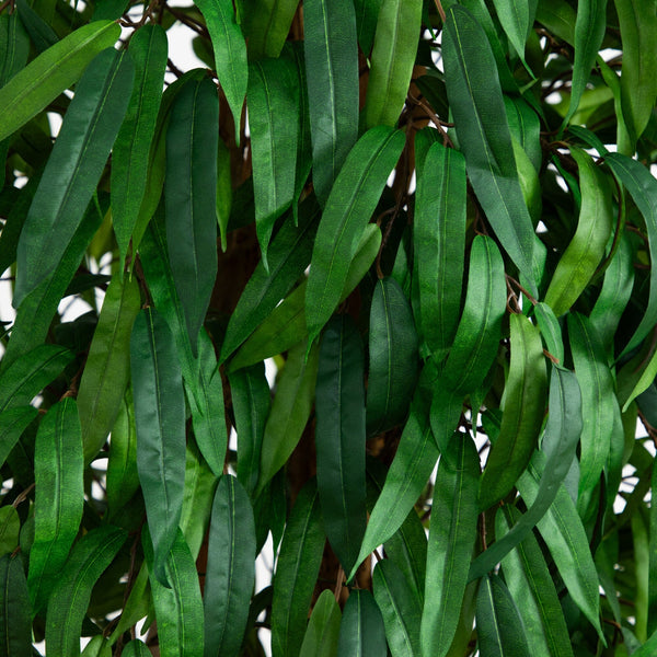 6' Weeping Ficus Silk Tree