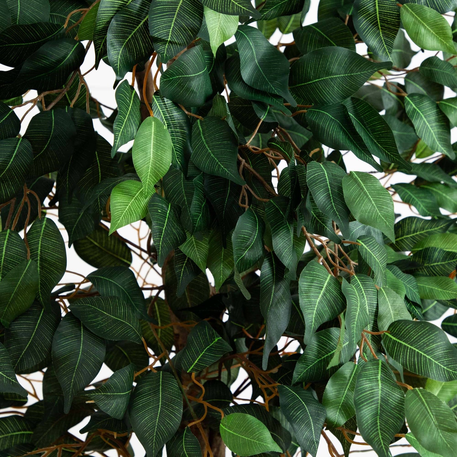 6.5’ Ficus w/Decorative Planter