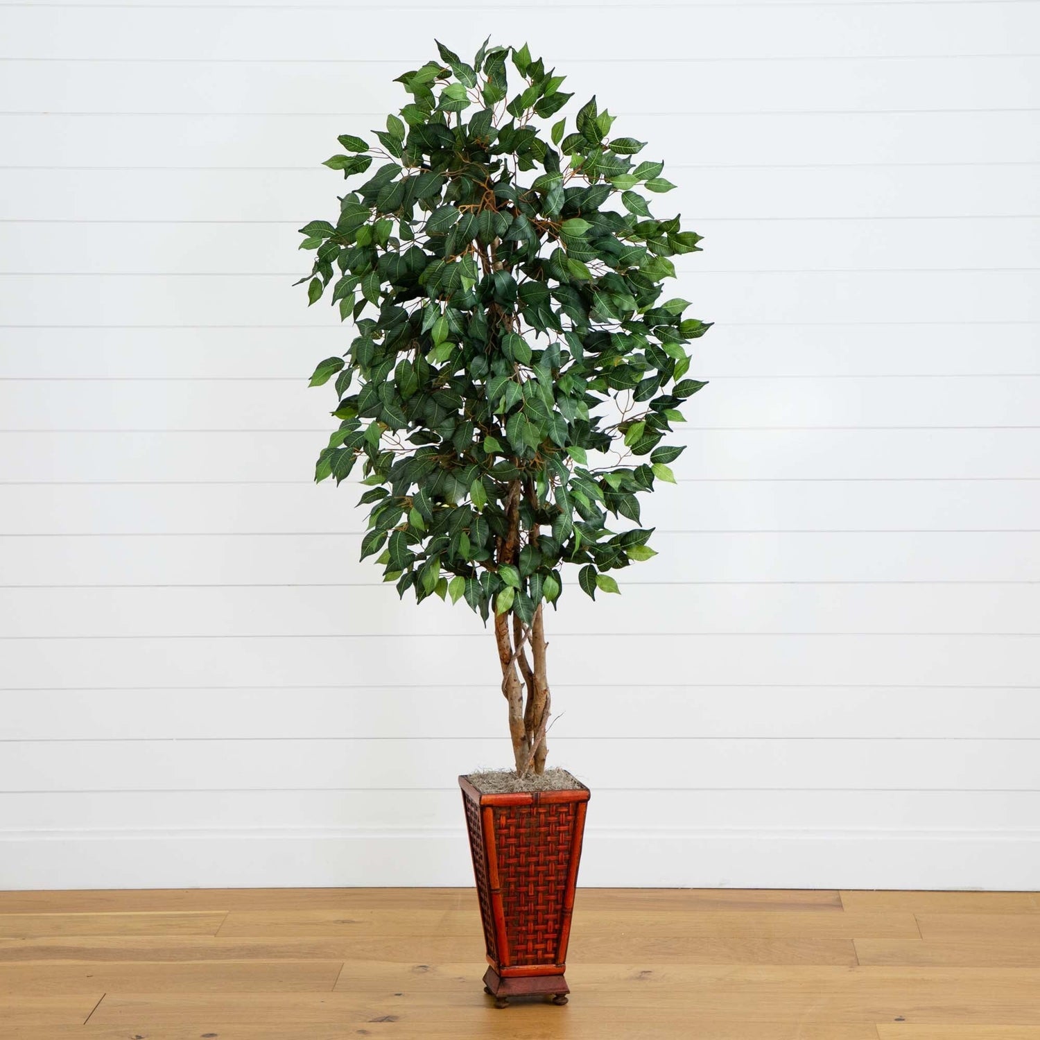 6.5’ Ficus w/Decorative Planter