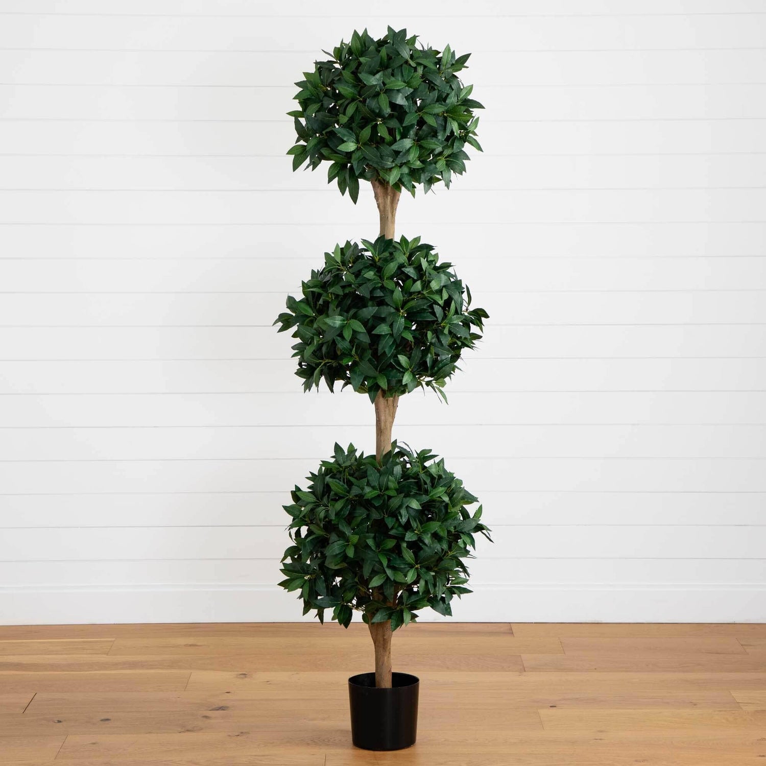 6.5’ Sweet Bay Triple Ball Topiary