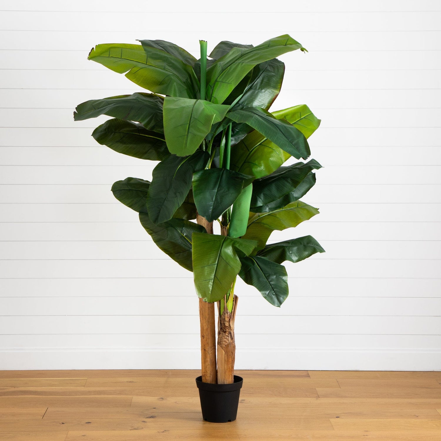 7' Giant Triple Stalk Banana Tree UV Resistant (Indoor/Outdoor)