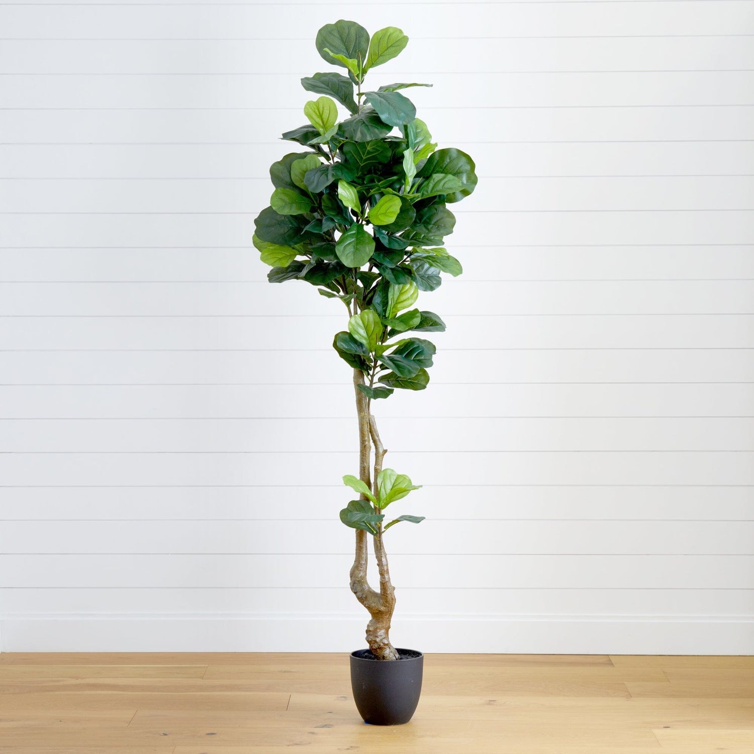 78” Fiddle Leaf Artificial Tree (Real Touch)