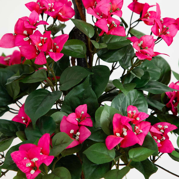 Bougainvillea Tree with European Barrel Planter