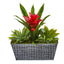 11” Bromeliad and Agave Plant in Black Tin Planter