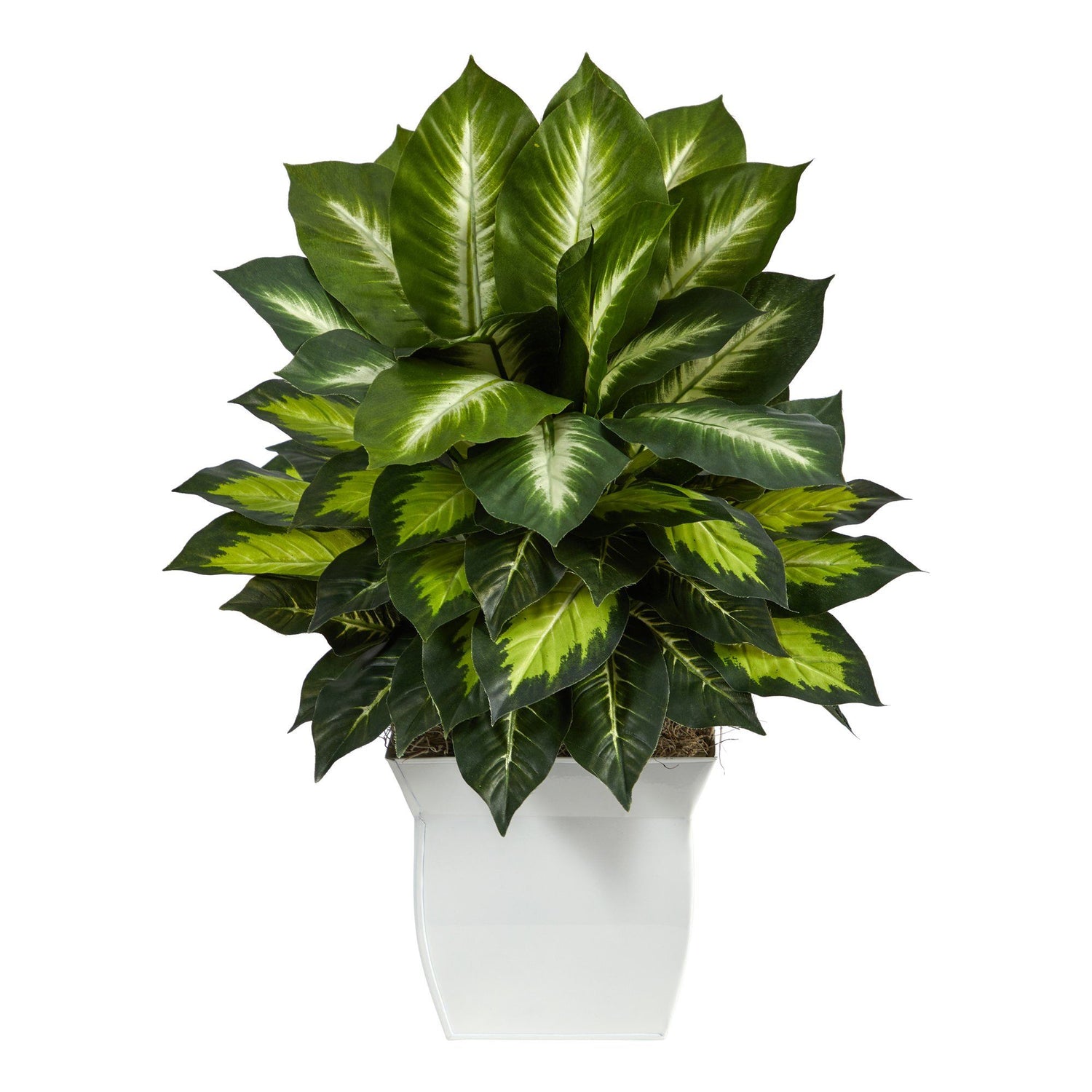 2’ Golden Dieffenbachia Artificial Plant in White Metal Planter