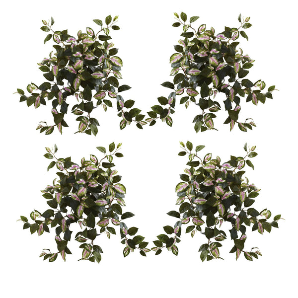 21” Hoya Hanging Bush (Set of 4)