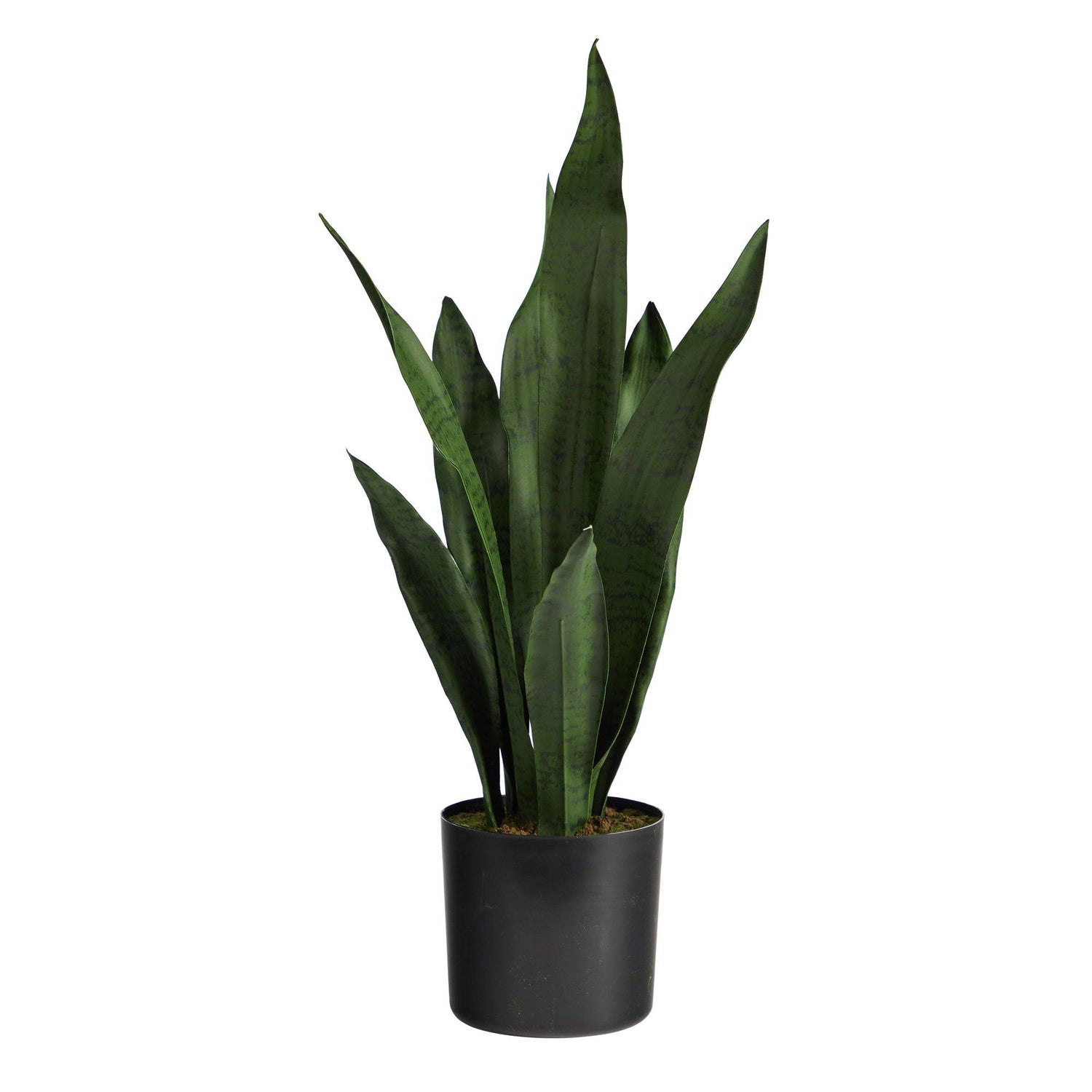 sansevieria