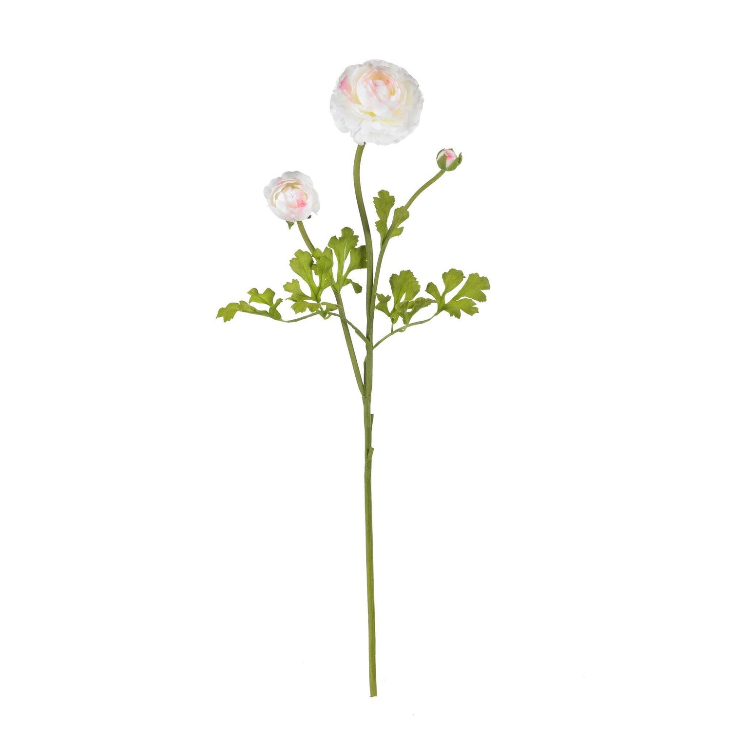 23" Ranunculus Stem (Set of 12)"