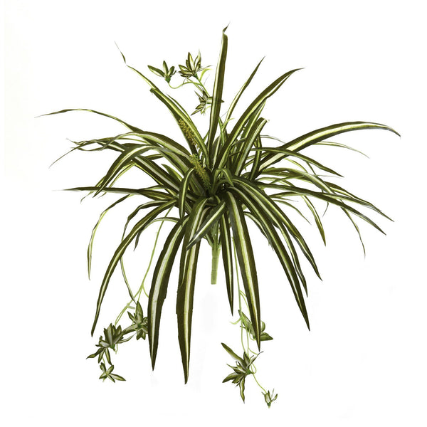 23” Spider Plant Bush (Set of 4)