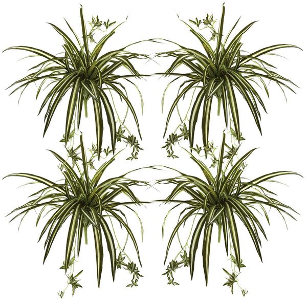 23” Spider Plant Bush (Set of 4)