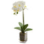 20” Orchid Phalaenopsis in vase