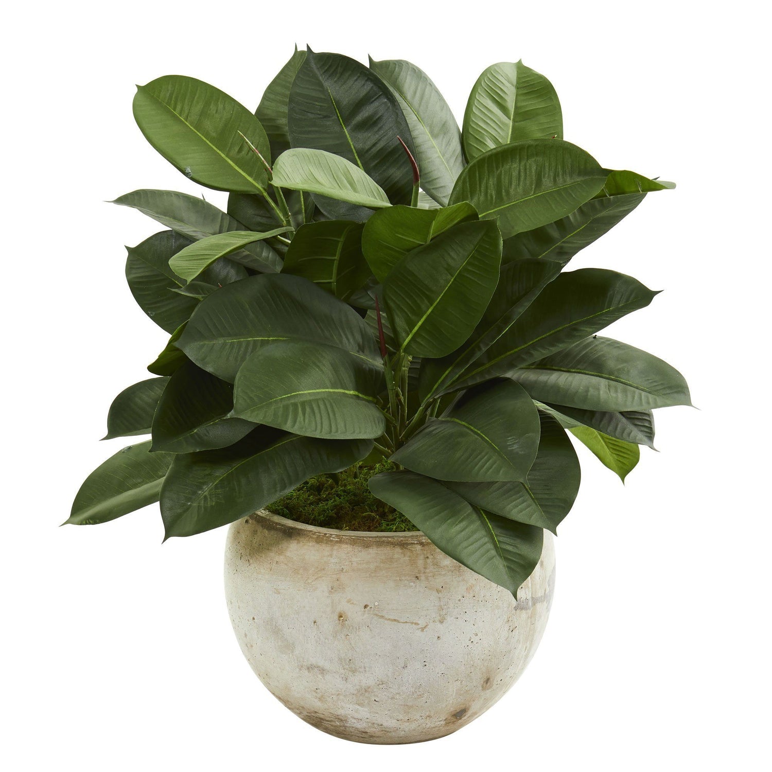 26” Artificial Rubber Plant in Stone Planter