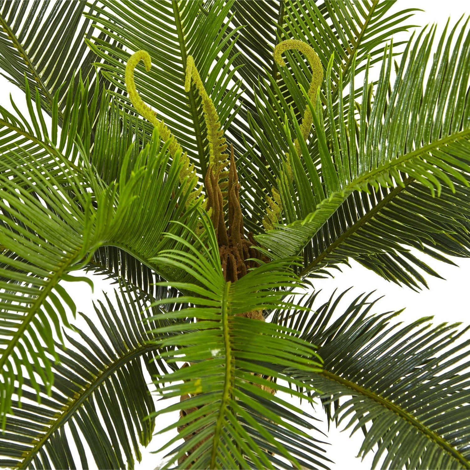 3’ Cycas Tree in White Tower Planter