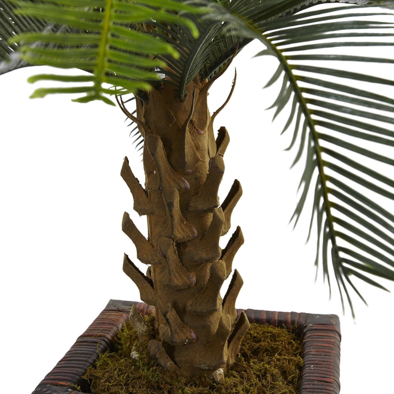 3’ Cycas Tree in Wood Planter